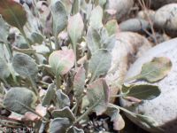 yellow cushion buckwheat (<em>Eriogonum ovalifolium var. ovalifolium</em>)