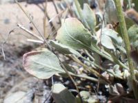 yellow cushion buckwheat (<em>Eriogonum ovalifolium var. ovalifolium</em>)