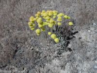 yellow cushion buckwheat (<em>Eriogonum ovalifolium var. ovalifolium</em>)