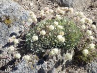 purple cushion buckwheat (<em>Eriogonum ovalifolium var. purpureum</em>)