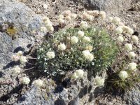 purple cushion buckwheat (<em>Eriogonum ovalifolium var. purpureum</em>)
