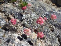 purple cushion buckwheat (<em>Eriogonum ovalifolium var. purpureum</em>)