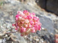 purple cushion buckwheat (<em>Eriogonum ovalifolium var. purpureum</em>)