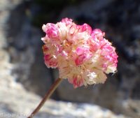 purple cushion buckwheat (<em>Eriogonum ovalifolium var. purpureum</em>)