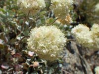 purple cushion buckwheat (<em>Eriogonum ovalifolium var. purpureum</em>)