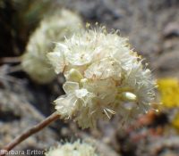 purple cushion buckwheat (<em>Eriogonum ovalifolium var. purpureum</em>)