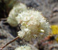 purple cushion buckwheat (<em>Eriogonum ovalifolium var. purpureum</em>)