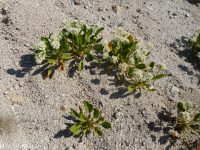 Shasta, alpine, or oarleaf buckwheat (<em>Eriogonum pyrolifolium</em>)