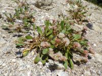 Shasta, alpine, or oarleaf buckwheat (<em>Eriogonum pyrolifolium</em>)