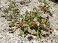 Shasta, alpine, or oarleaf buckwheat (<em>Eriogonum pyrolifolium</em>)