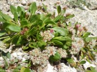 Shasta, alpine, or oarleaf buckwheat (<em>Eriogonum pyrolifolium</em>)