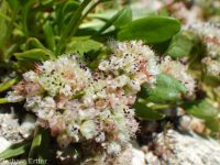 Shasta, alpine, or oarleaf buckwheat (<em>Eriogonum pyrolifolium</em>)