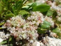 Shasta, alpine, or oarleaf buckwheat (<em>Eriogonum pyrolifolium</em>)