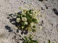 Shasta, alpine, or oarleaf buckwheat (<em>Eriogonum pyrolifolium</em>)
