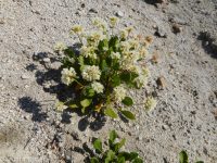 Shasta, alpine, or oarleaf buckwheat (<em>Eriogonum pyrolifolium</em>)