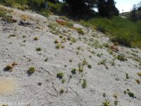 Shasta, alpine, or oarleaf buckwheat (<em>Eriogonum pyrolifolium</em>)