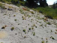 Shasta, alpine, or oarleaf buckwheat (<em>Eriogonum pyrolifolium</em>)