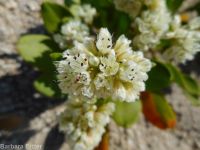 Shasta, alpine, or oarleaf buckwheat (<em>Eriogonum pyrolifolium</em>)