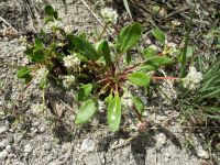 Shasta, alpine, or oarleaf buckwheat (<em>Eriogonum pyrolifolium</em>)