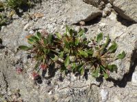 Shasta, alpine, or oarleaf buckwheat (<em>Eriogonum pyrolifolium</em>)