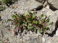 Shasta, alpine, or oarleaf buckwheat (<em>Eriogonum pyrolifolium</em>)