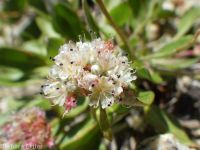Shasta, alpine, or oarleaf buckwheat (<em>Eriogonum pyrolifolium</em>)