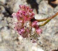 Shasta, alpine, or oarleaf buckwheat (<em>Eriogonum pyrolifolium</em>)