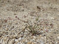 spurry buckwheat (<em>Eriogonum spergulinum var. reddingianum</em>)