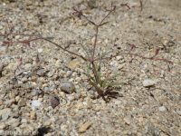 spurry buckwheat (<em>Eriogonum spergulinum var. reddingianum</em>)
