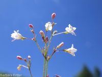 spurry buckwheat (<em>Eriogonum spergulinum var. reddingianum</em>)