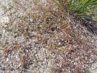 spurry buckwheat (<em>Eriogonum spergulinum var. reddingianum</em>)