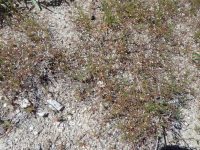 spurry buckwheat (<em>Eriogonum spergulinum var. reddingianum</em>)