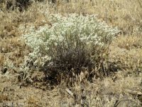 proliferous or strict buckwheat (<em>Eriogonum strictum var. proliferum</em>)