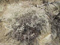 proliferous or strict buckwheat (<em>Eriogonum strictum var. proliferum</em>)