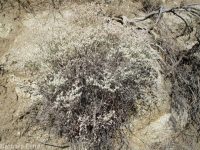 proliferous or strict buckwheat (<em>Eriogonum strictum var. proliferum</em>)
