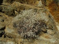 proliferous or strict buckwheat (<em>Eriogonum strictum var. proliferum</em>)