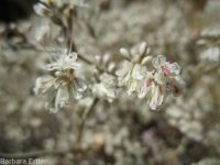 proliferous or strict buckwheat (<em>Eriogonum strictum var. proliferum</em>)