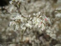 proliferous or strict buckwheat (<em>Eriogonum strictum var. proliferum</em>)