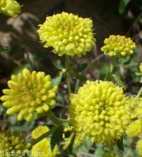 starry sulphur-flowered buckwheat (<em>Eriogonum umbellatum var. ellipticum</em>)