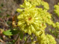 starry sulphur-flowered buckwheat (<em>Eriogonum umbellatum var. ellipticum</em>)
