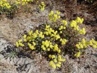 starry sulphur-flowered buckwheat (<em>Eriogonum umbellatum var. ellipticum</em>)