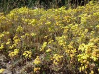 starry sulphur-flowered buckwheat (<em>Eriogonum umbellatum var. ellipticum</em>)