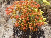 starry sulphur-flowered buckwheat (<em>Eriogonum umbellatum var. ellipticum</em>)