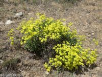starry sulphur-flowered buckwheat (<em>Eriogonum umbellatum var. ellipticum</em>)