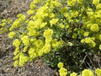 starry sulphur-flowered buckwheat (<em>Eriogonum umbellatum var. ellipticum</em>)