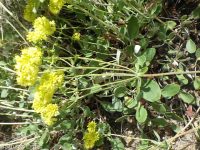 starry sulphur-flowered buckwheat (<em>Eriogonum umbellatum var. ellipticum</em>)