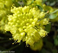 starry sulphur-flowered buckwheat (<em>Eriogonum umbellatum var. ellipticum</em>)