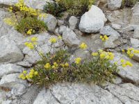 spreading sulphur-flowered buckwheat (<em>Eriogonum umbellatum var. stragulum</em>)