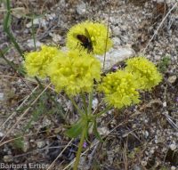 spreading sulphur-flowered buckwheat (<em>Eriogonum umbellatum var. stragulum</em>)