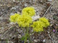 spreading sulphur-flowered buckwheat (<em>Eriogonum umbellatum var. stragulum</em>)